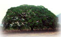 Arbol Nacional Arbol Nacional