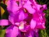 Flor nacional Flor nacional