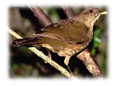 Ave Nacional Ave Nacional